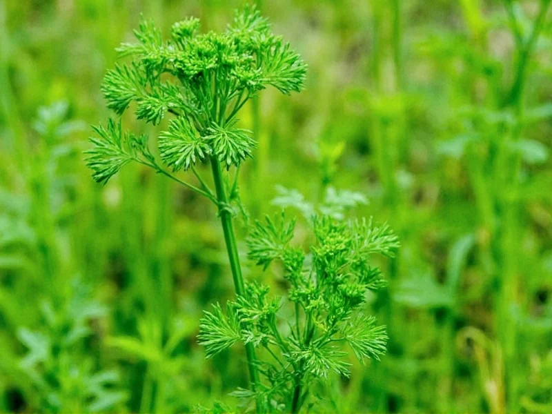 Dill Herb Benefits: Science-Backed Health Advantages