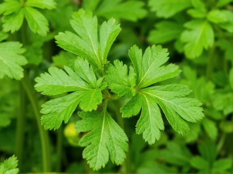 Best Herbs Like Cilantro: Practical Substitutes for Cooking