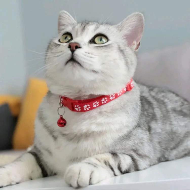 cat collar 3