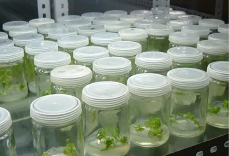 Lab Glassware 500ml 1000ml Tissue Culture Vessel Glass Jar Flask Buy