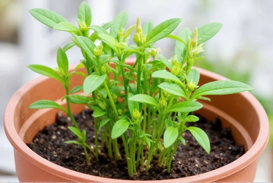 姜黄 anbauen: Schritt-für-Schritt Anleitung für Erfolg