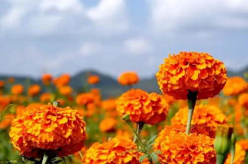 Marigold Extract.jpg