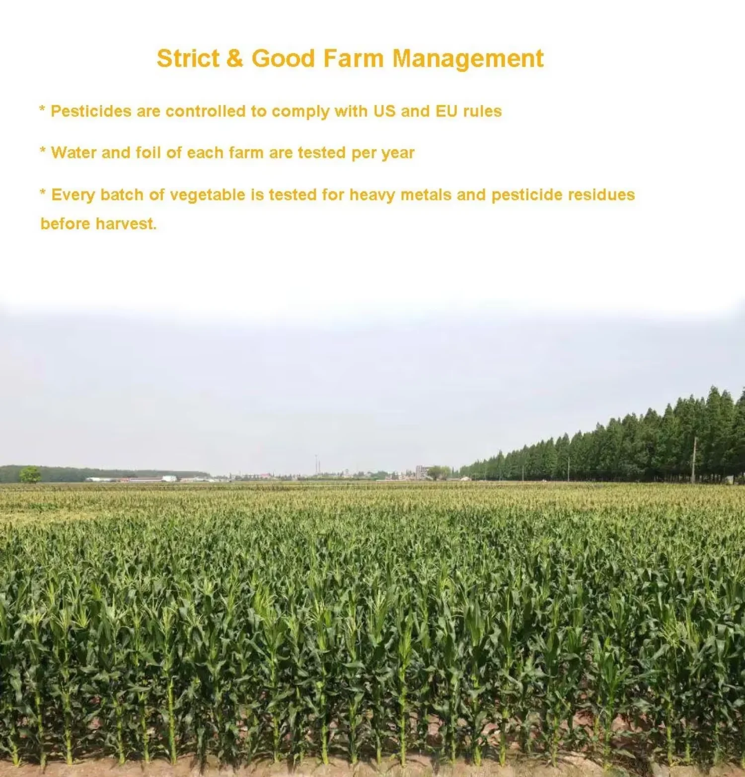 China Freeze Dried Corn Factory | Bulk Wholesale H63da8486d1ac428dac02c1fa6455e38a7