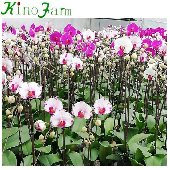 
Young Seedling Phalaenopsis 