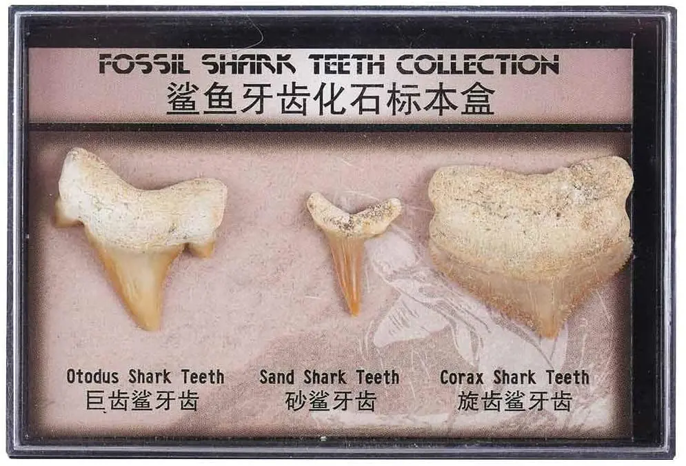 Junior Fossil Shark Teeth Collection Millions of Years Old Educational Gift Idea