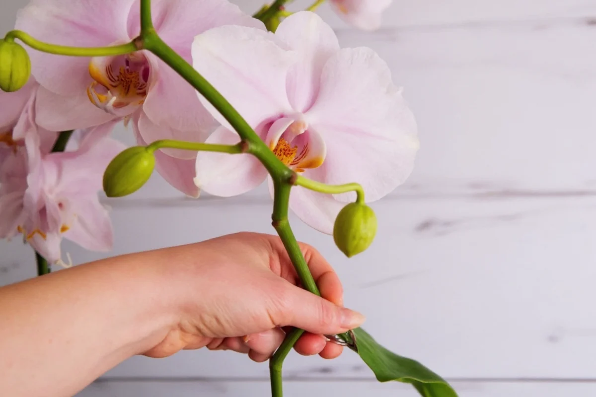 how to prune an orchid plant after blooming