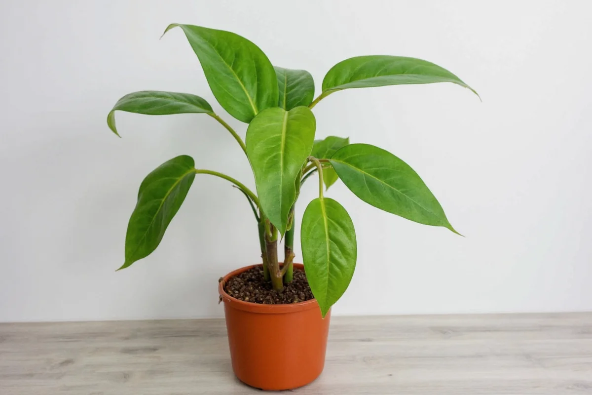 how to take care of a pothos plant