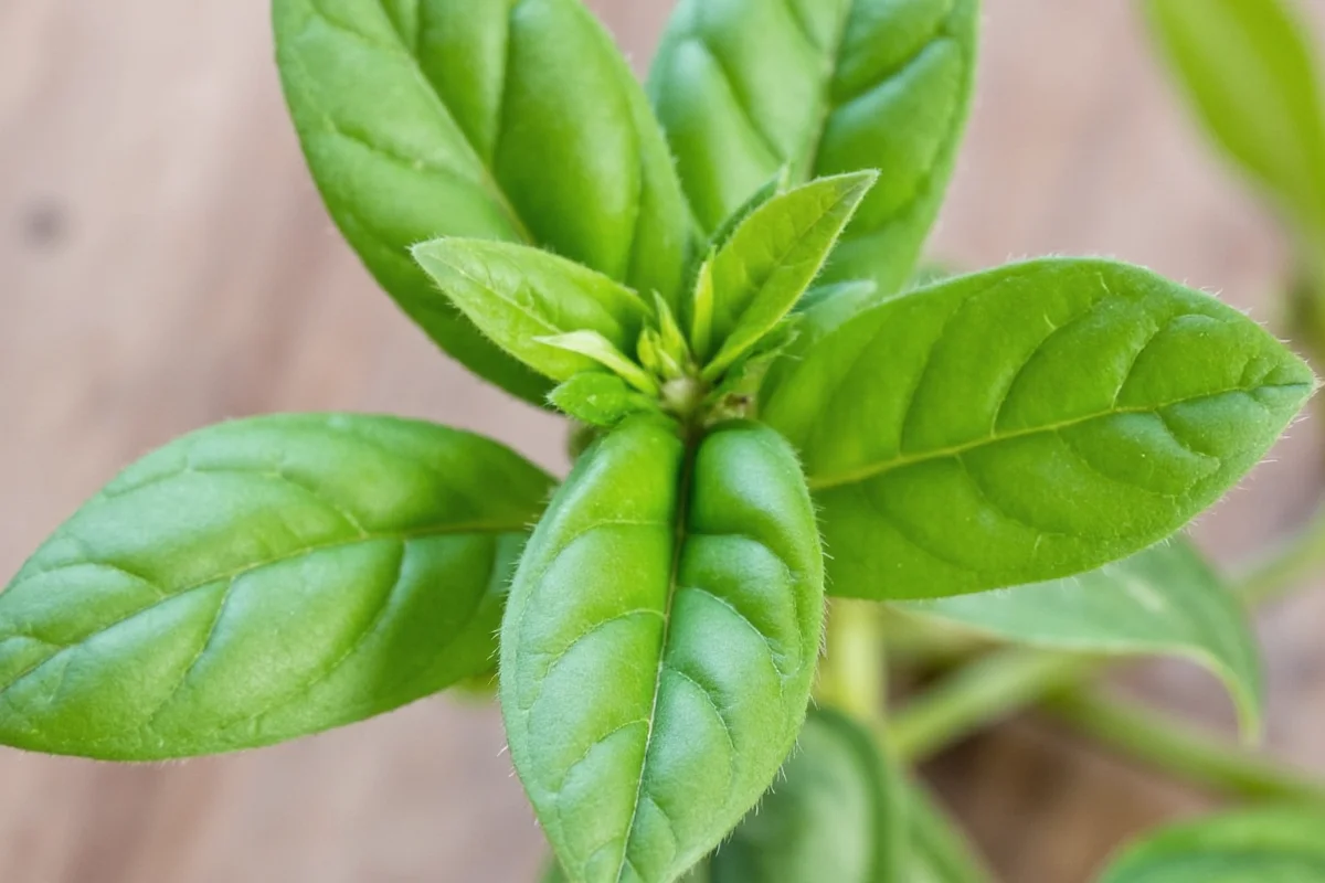 how to cut basil from plant