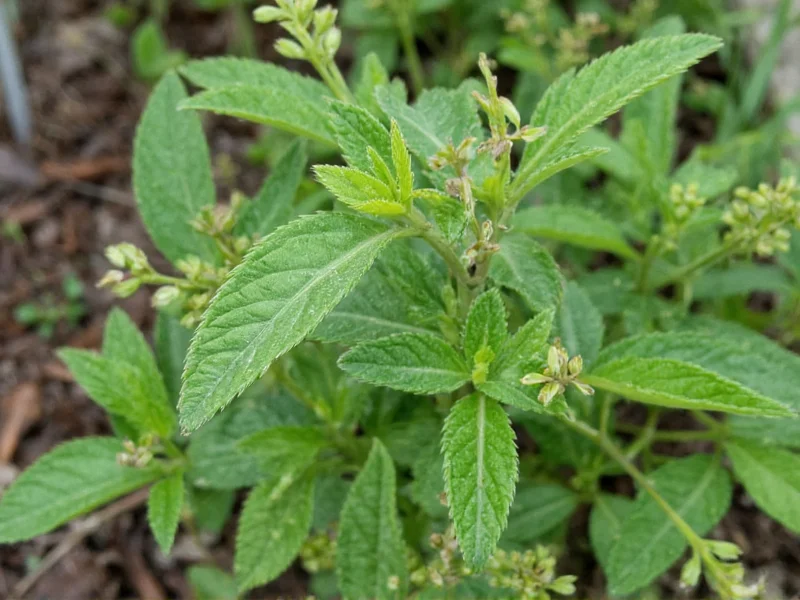 Thyme: Complete Guide to Varieties, Uses & Growing Tips