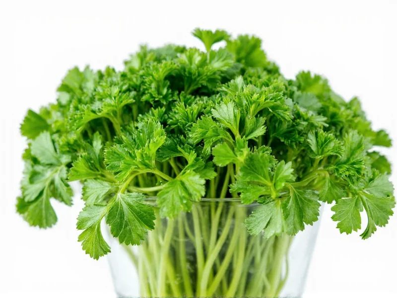 Coriander Leaves vs Parsley: Clear Differences Explained