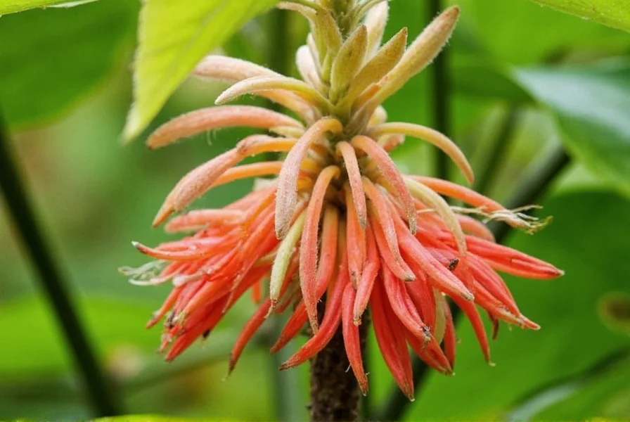 Ginger Blooms: When and How Ginger Plants Flower