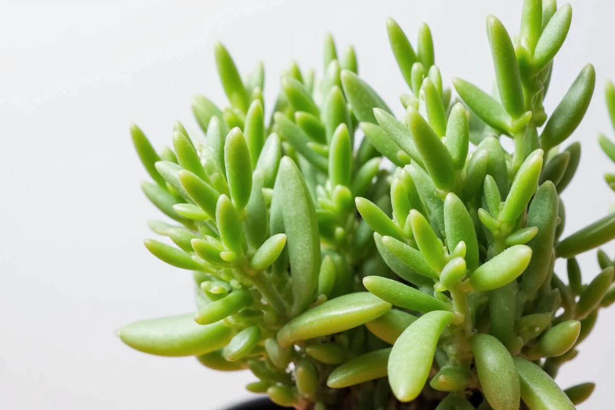 how to grow a jade plant