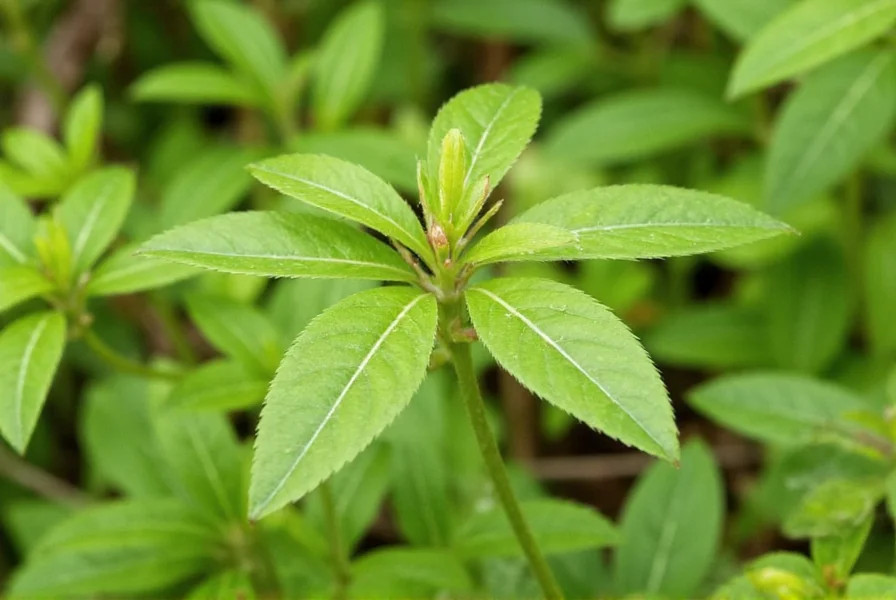 Chinese Bush Clover: Identification, Uses, and Management
