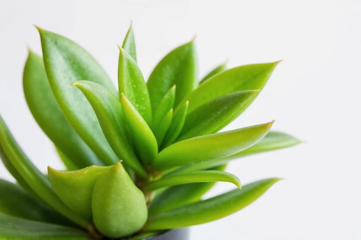 how big can jade plants get