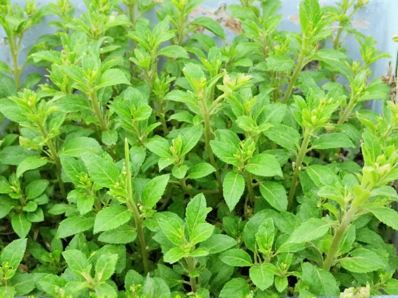 Sesame Plant: Complete Growing Guide and Facts