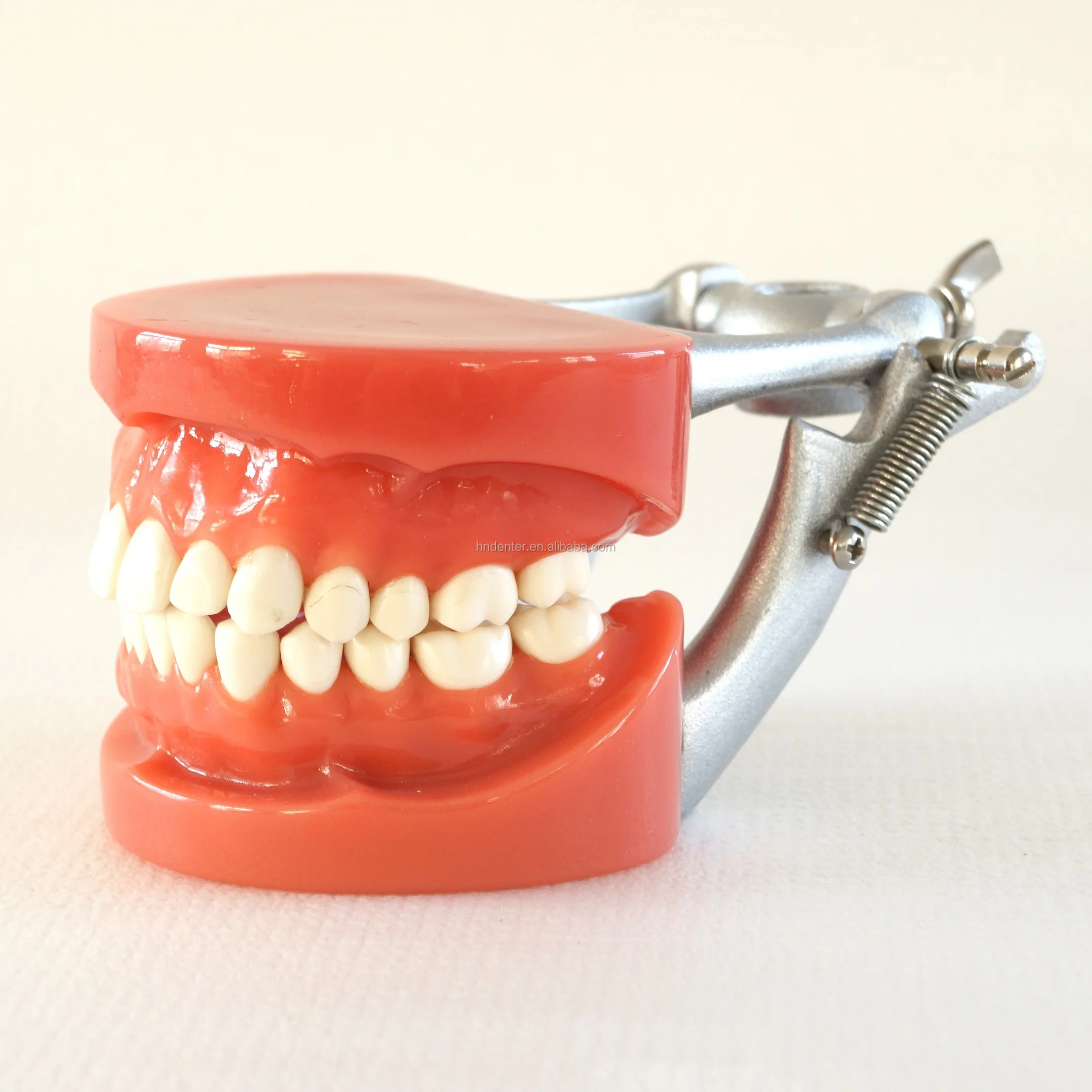 Phantom Head For Dental Students Dental Simulation Unit - Buy Dental ...