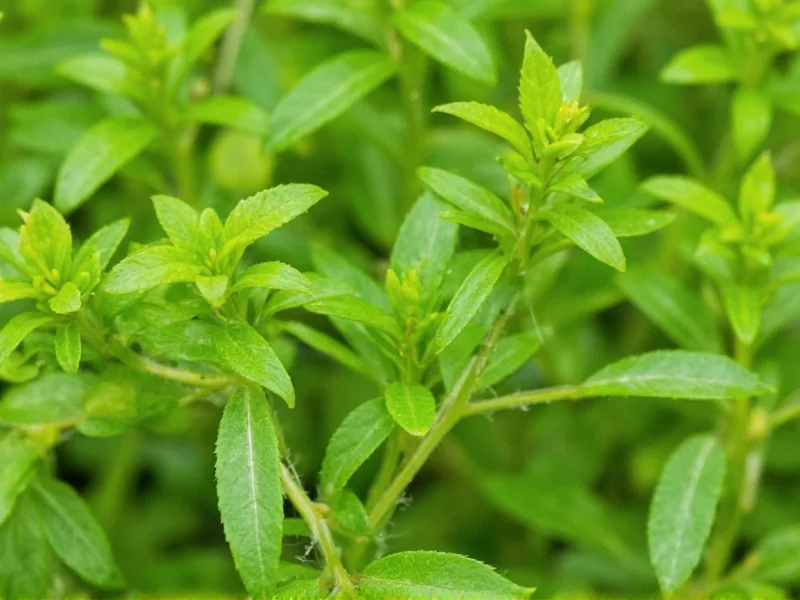 Green Herba: Clarifying Herbal Supplement Terminology