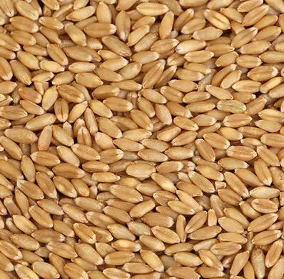 
Russian wheat grain NON GMO Class 2 and 3 