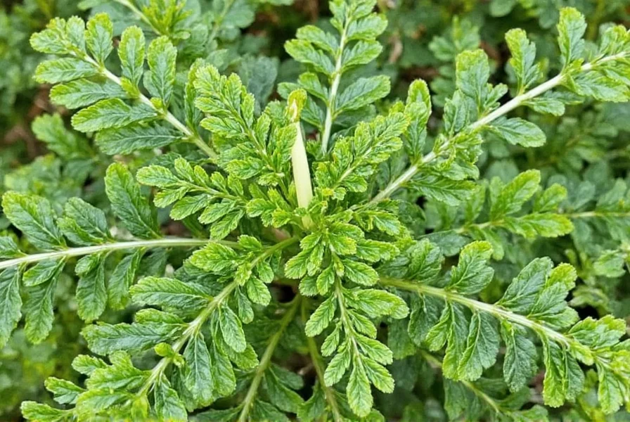 Summer Savory Seasoned Dish