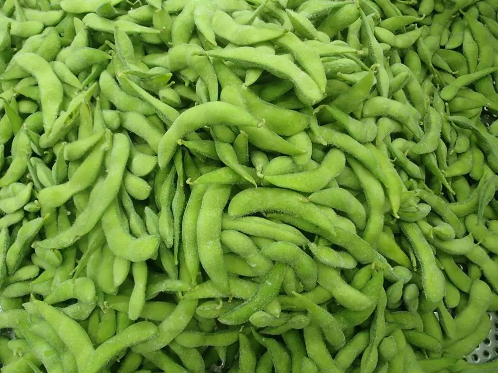 
Frozen green fresh delicious Japanese Edamame Soy Bean 