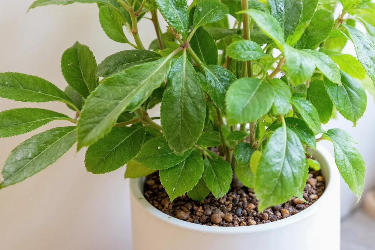 how to take care of a foliage plant