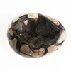 Wholesale cheap natural crystal turtle beach shell petrochemical fossils for home decoration
