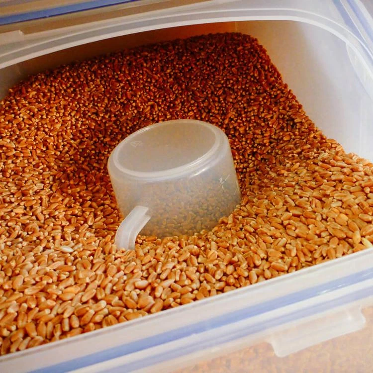 
Homemade Whole Grain Chicken Feed 