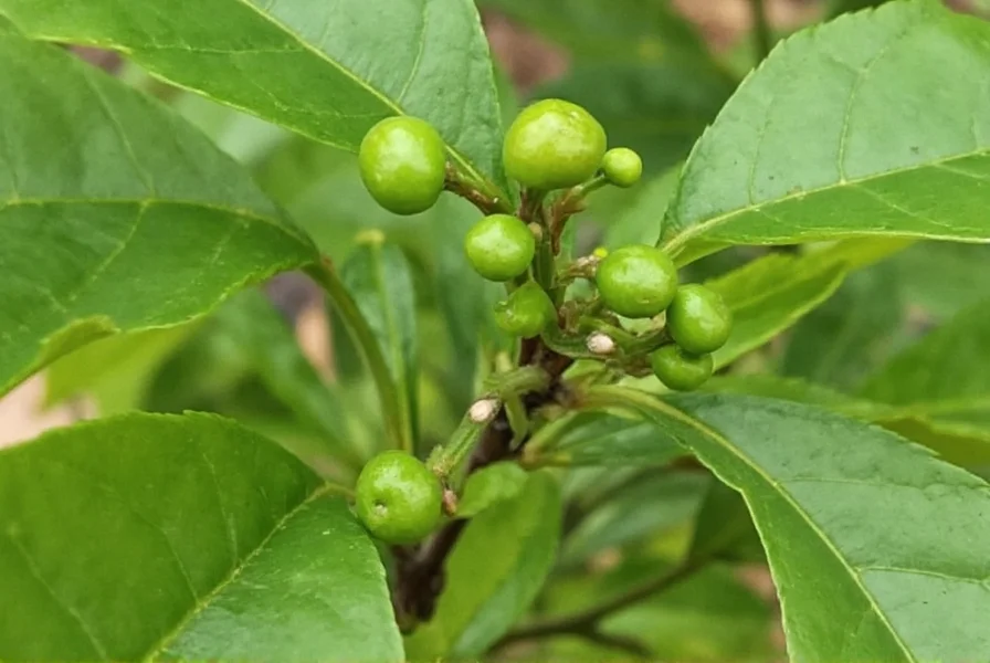 The Szechuan Peppercorn Plant: A Spicy Adventure in Every Leaf!