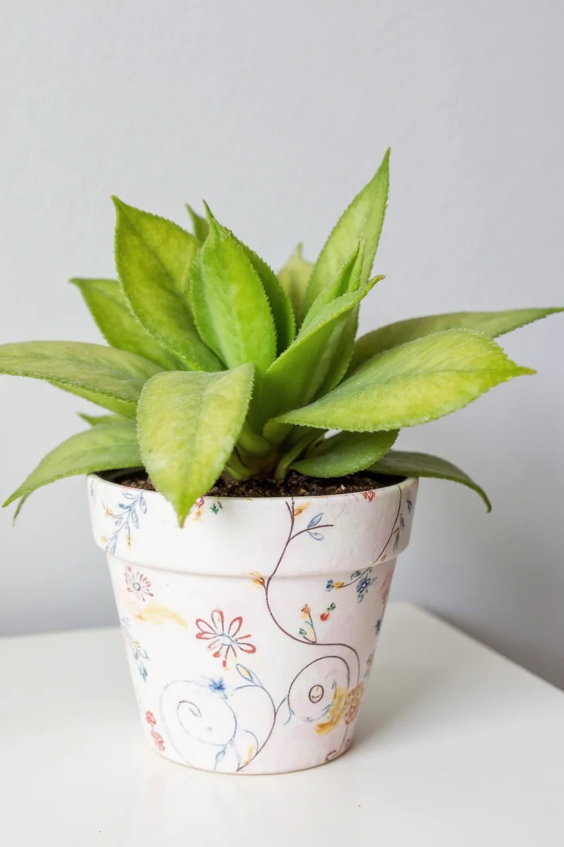 Paws & Play BPA-Free Plastic Pot