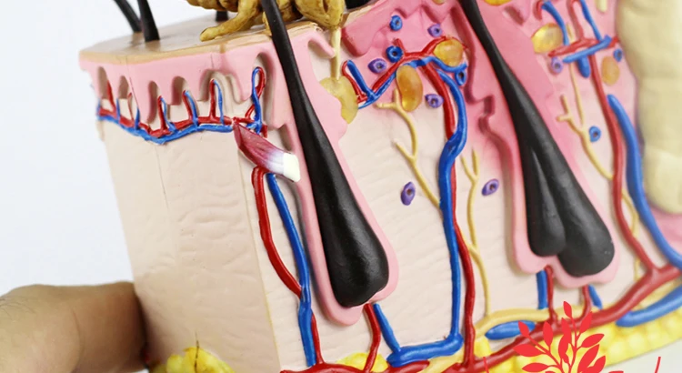 2  Dog Skin Model.jpg