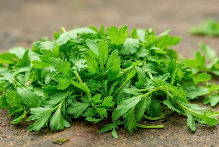 Growing Vietnamese coriander in container garden