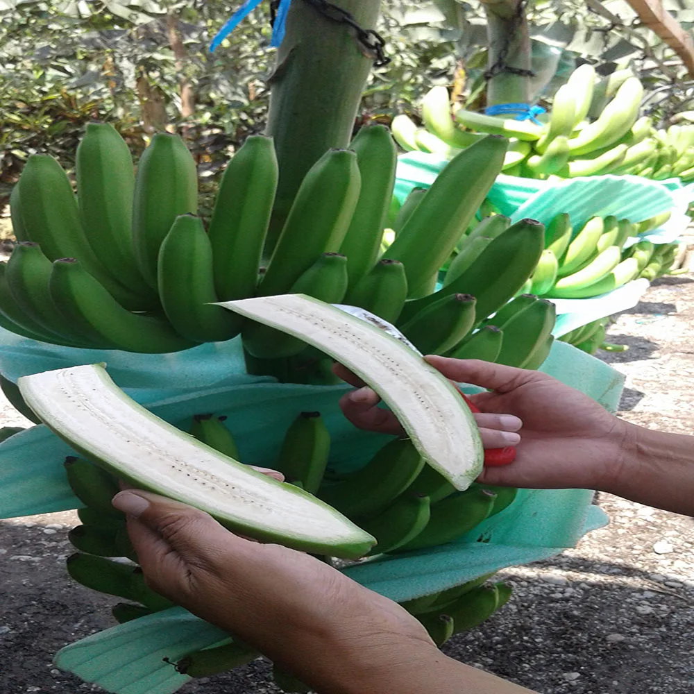 
ECUADORIAN FRESH BANANAS 