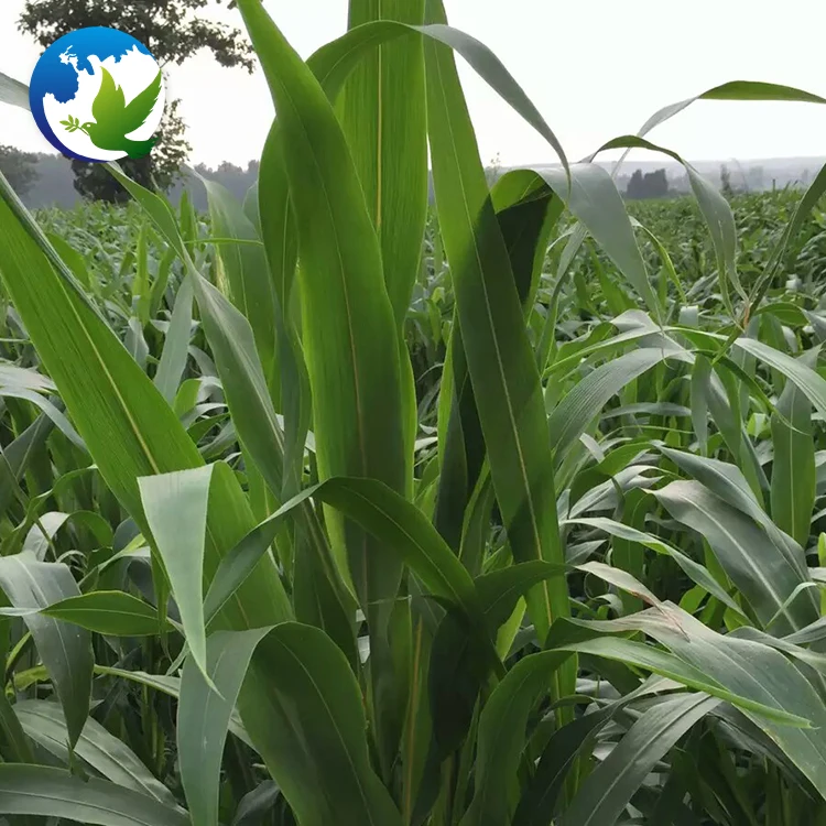 
High Sprouting Rate Fodder Grass Seeds Pasture Seeds Sweet Sorghum Dochna Sorghum Bicolor Seeds 