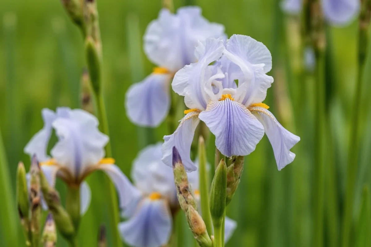how to care for an iris plant