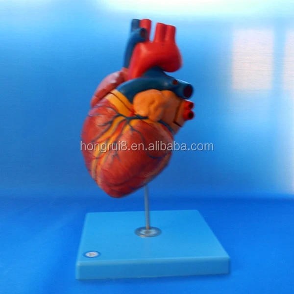 A16007 heart (4).jpg