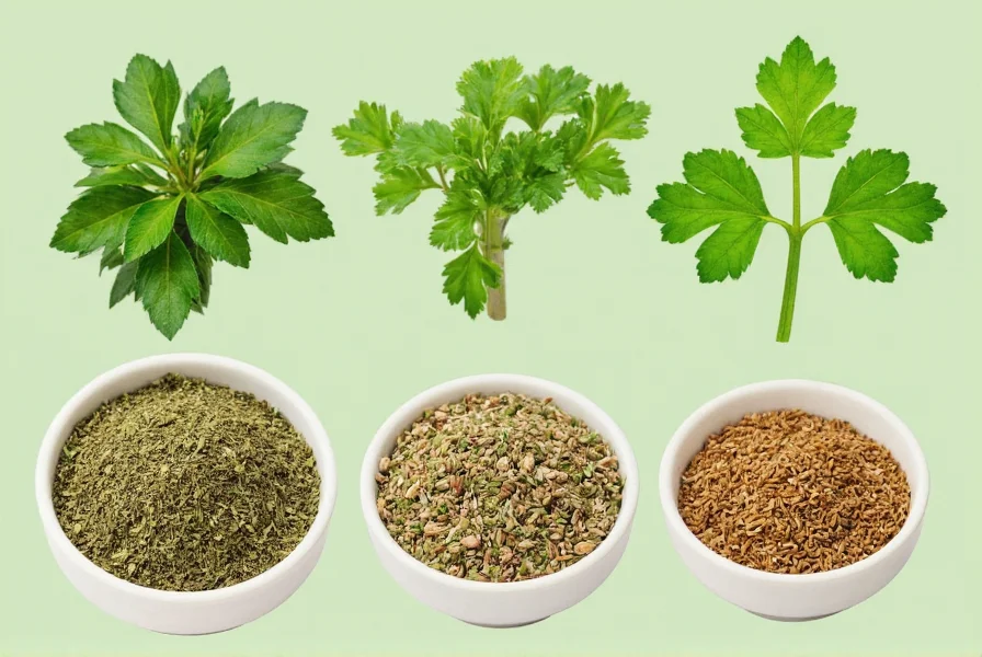 Fresh herbs comparison showing coriander substitutes