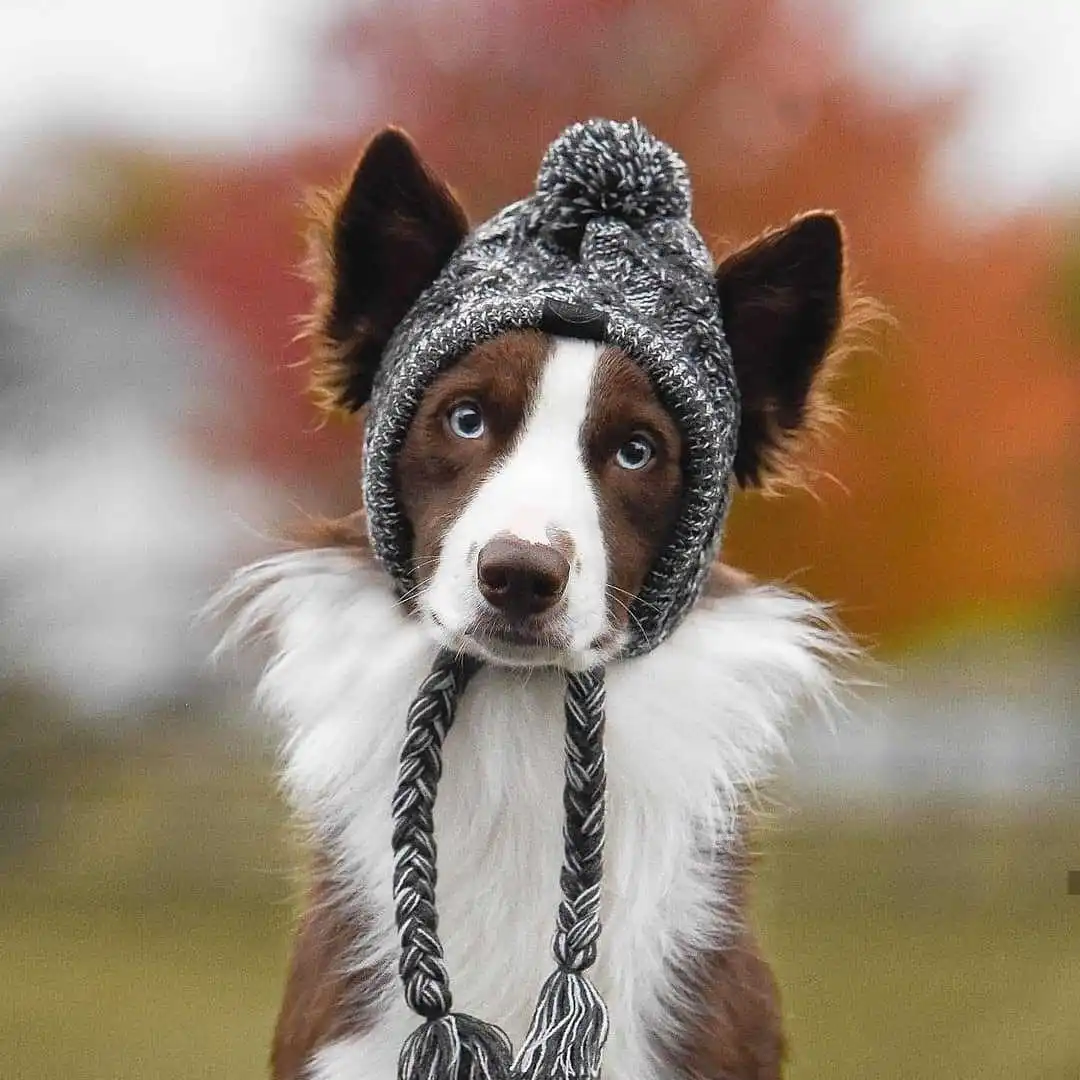 

New Design Pet Accessories Dog Cat Hat Winter Keep Warm Woolen Yarn Pet Dog Hat, Gray