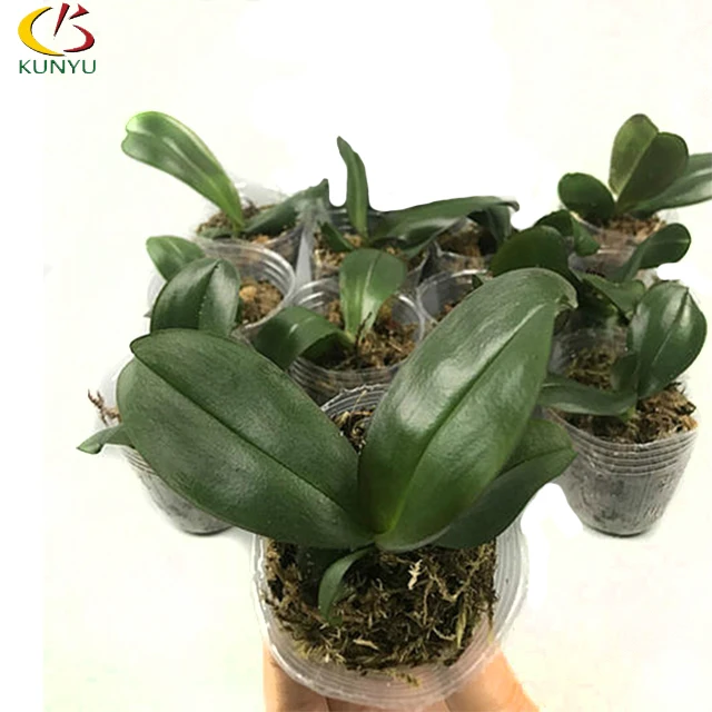 
Hot sale moth orchid Seedlings Taiwan orchid pot dendrobiums for sale 