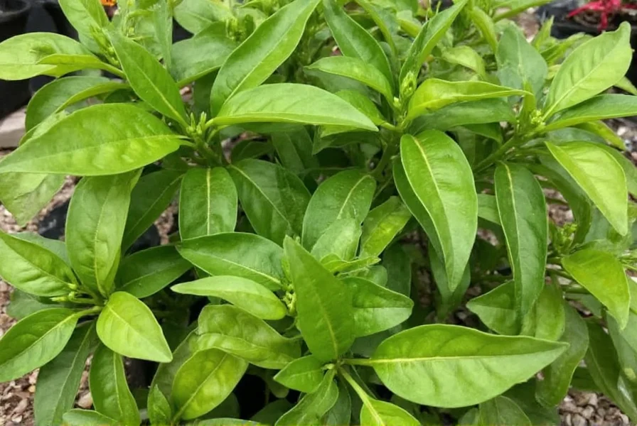 Where to Buy Hot Pepper Plants: Complete Guide for Gardeners