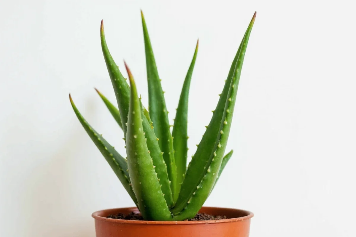 how big can an aloe vera plant get