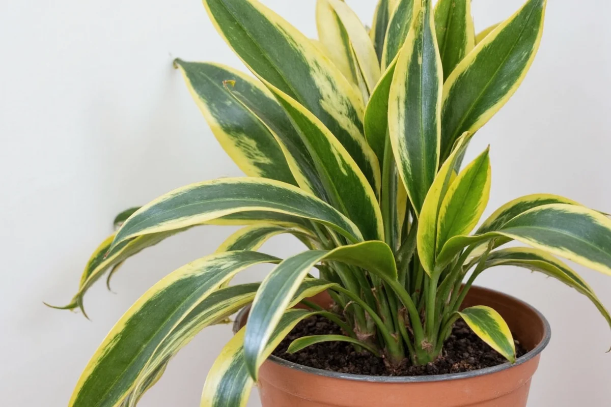 are snake plants poisonous to cats