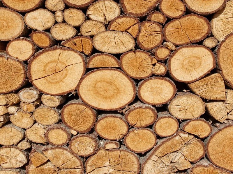 Wood slices arranged by size and type for crafting