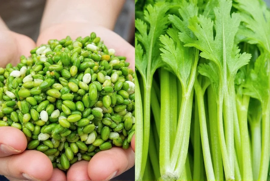 Best Celery Seed Substitutes for Your Recipes