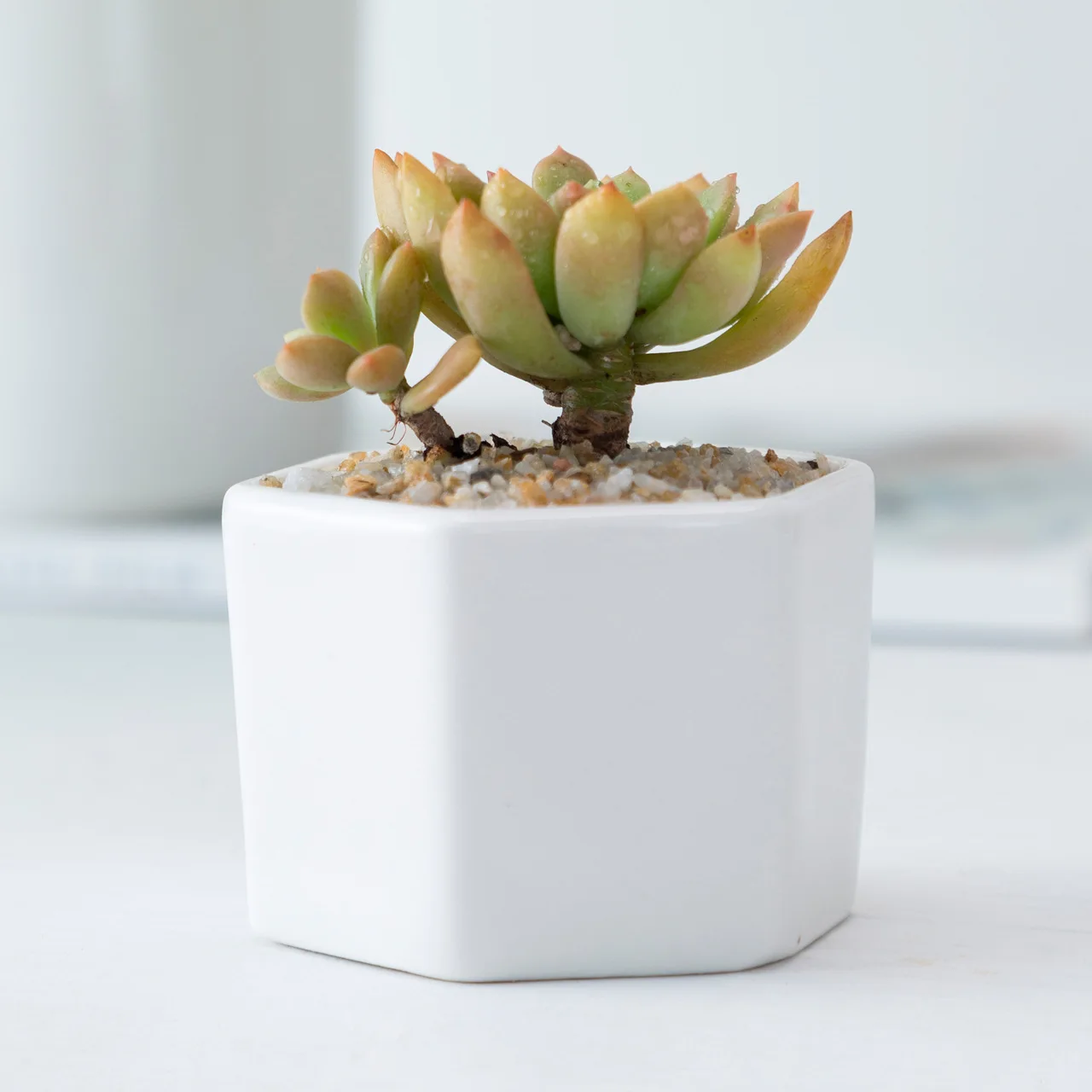 

ministure flower in pot cheap succulent ceramic planter flower pot indoor planters ceramic flower pots home decor, White