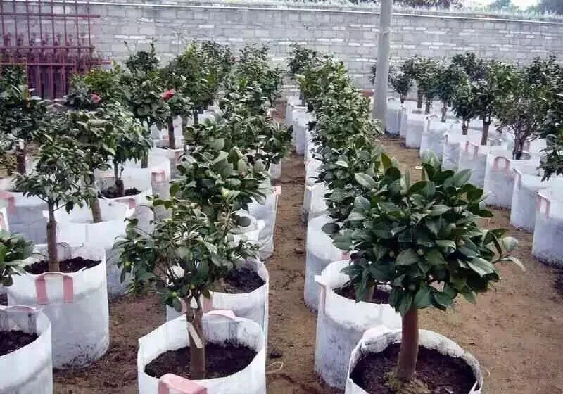 5 Gallon High Quality Black Color Fabric Pots Wholesale Garden Pots Grow Bags For Tree Plants 