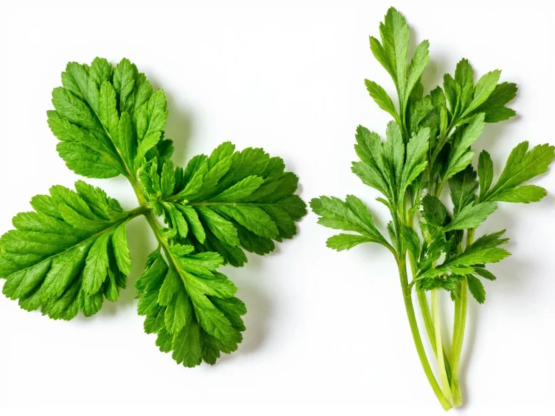 Parsley vs Coriander: Visual and Flavor Differences Explained