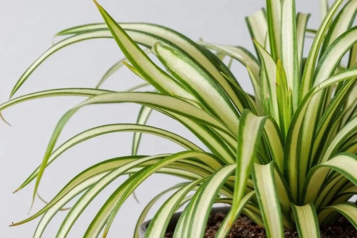 Why Is My Spider Plant Pale? Causes & Fixes