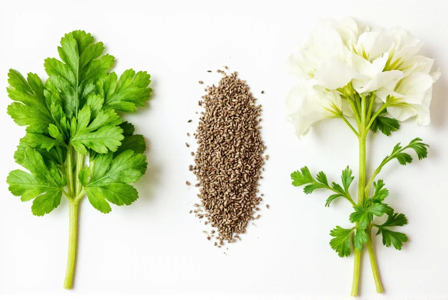 Comparison image showing fresh coriander leaves, dried coriander seeds, and the flowering plant