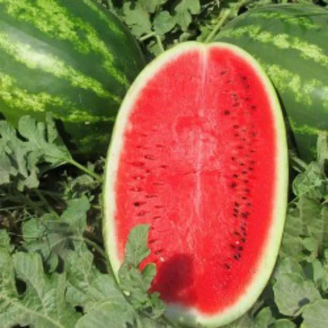 
fresh watermelon 