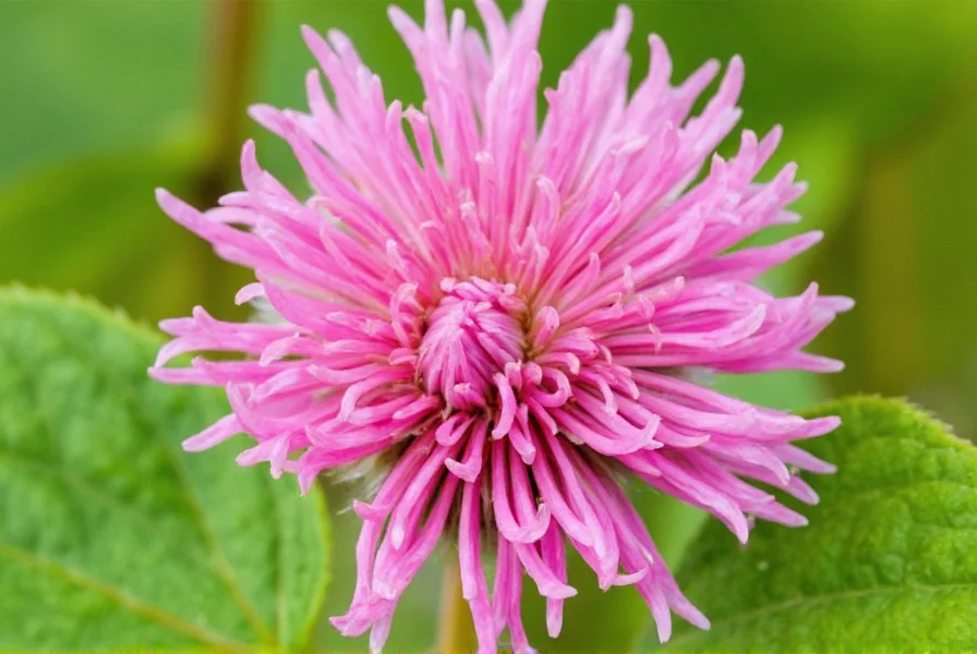 Red Clover Tea Benefits: Science-Backed Health Effects